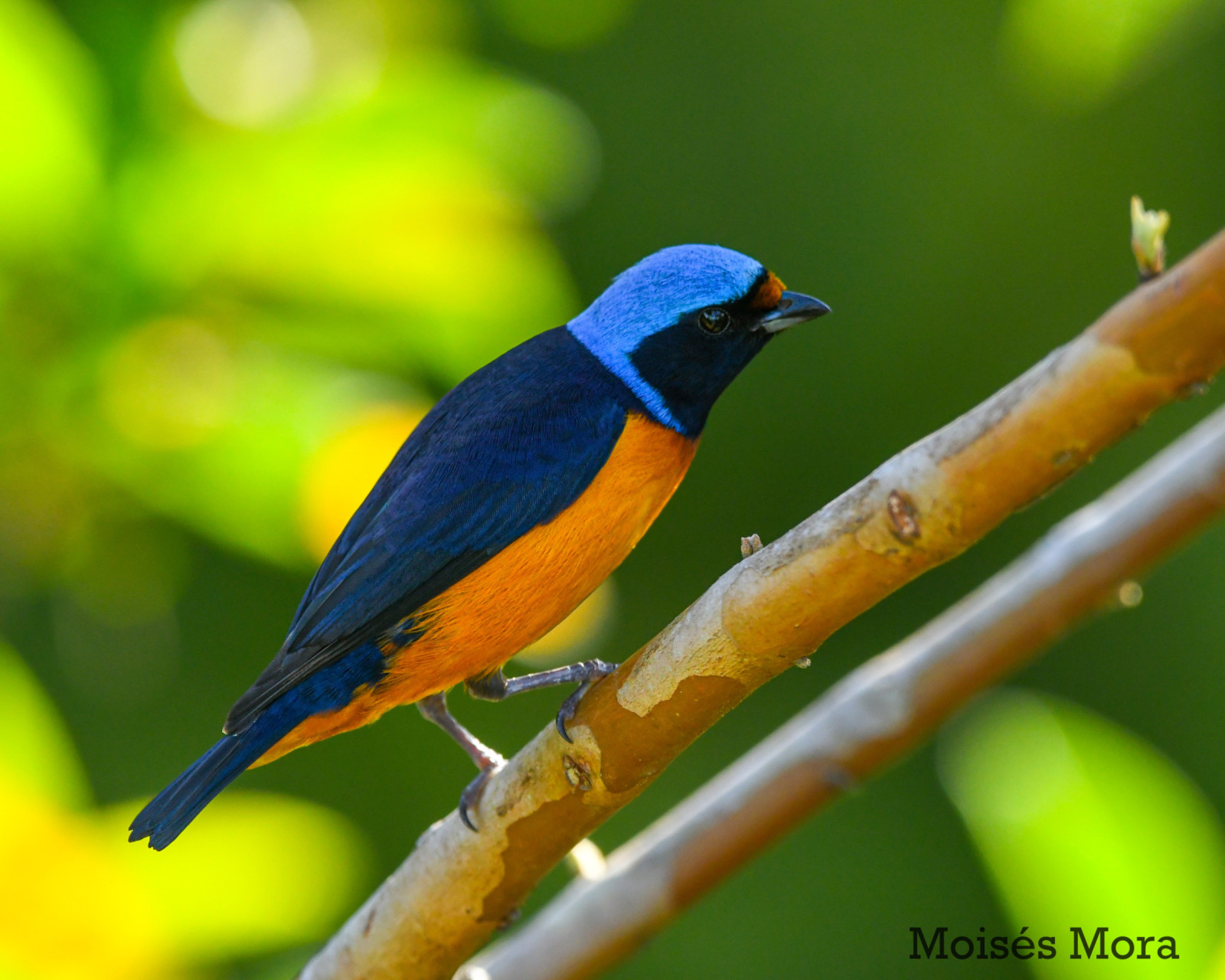 image Elegant Euphonia